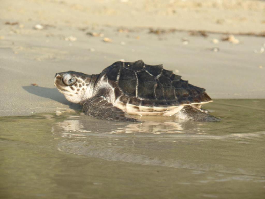 Secret Paradise Resort & Turtle Sanctuary San Vicente  Zewnętrze zdjęcie